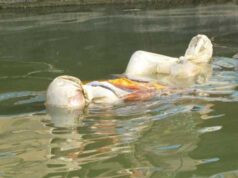 Corona confirmed in Sabarmati river, large number of fish died Corona confirmed in Sabarmati river ahmedabad gujrat