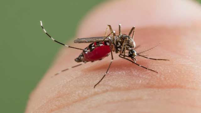 Uttarakhand: Dengue killed another one in Haldwani Uttarakhand: Dengue killed another one in Haldwani